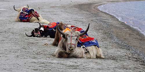 leh ladakh