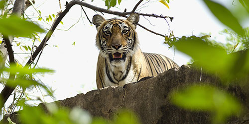 ranthambore